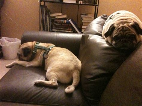 More sleeping | Old pug, Pugs, Dogs