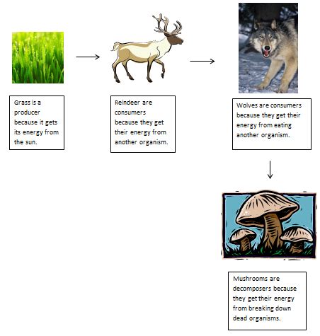 Food Chains - MOUNTAIN ECOSYSTEM