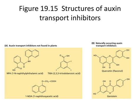 PPT - Chapter 19 auxin PowerPoint Presentation, free download - ID:2348557