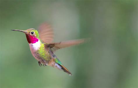 Hummingbirds dive to dazzle females in a highly synchronized display