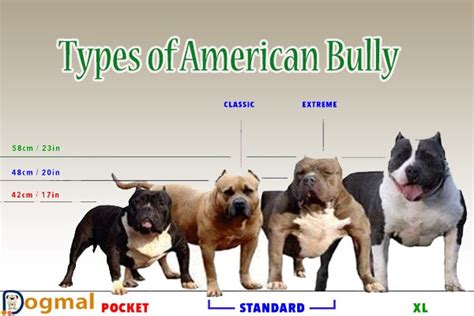 43 Best Images American Bulldog Standard Vs Classic : XXL Bully ...