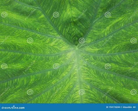 Beautiful Giant Green Taro Leaves, Colocasia Esculenta Plant Leaves, Green Giant Leaves. Stock ...