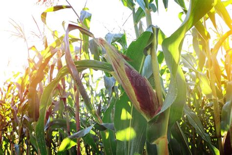 Corn field in sunset stock image. Image of stem, natural - 108417261