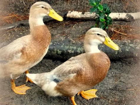 Best Duck Breeds for Pets and Egg Production | HGTV