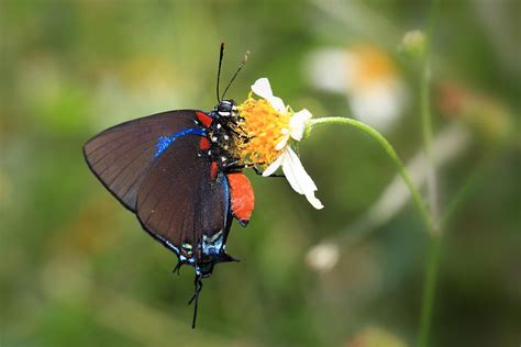 Great Purple Hairstreak Photograph by Gary Yost - Fine Art America