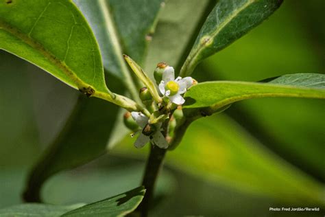 A tree thought to be extinct for the last 200 years was just rediscovered in Brazil. Four ...