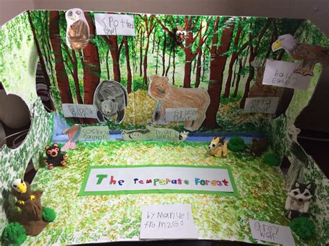 Temperate forest diorama | Biomes project, Rainforest habitat ...