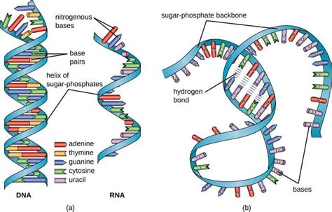 Sintesi e tipi di RNA - BioPills