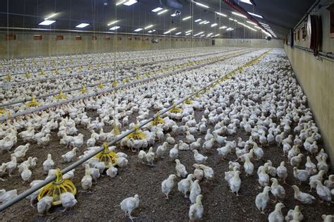 Effects of stocking density on broiler production parameters - Poultry ...