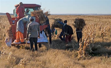 Sugar beans: A good harvest against the odds