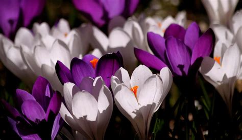 Crocus Flower: Meaning, Symbolism, and Colors | Pansy Maiden