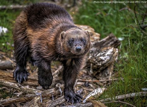 Interesting facts about wolverines | Just Fun Facts