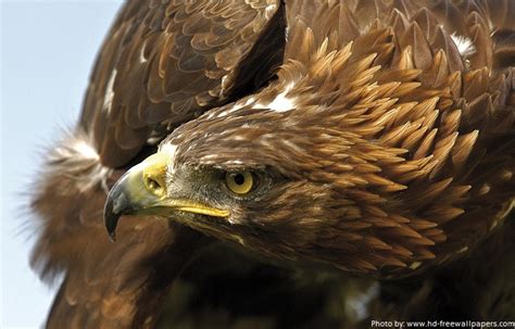 Interesting facts about golden eagles | Just Fun Facts