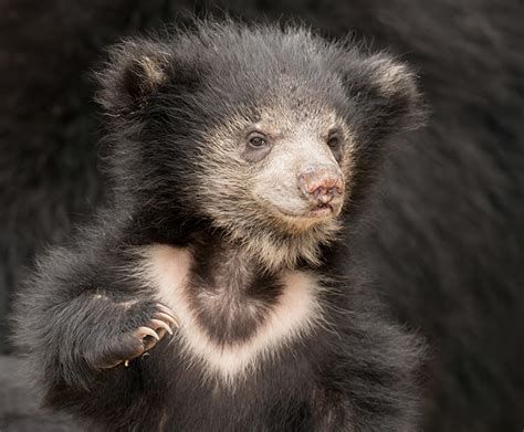 Sloth Bear Cubs