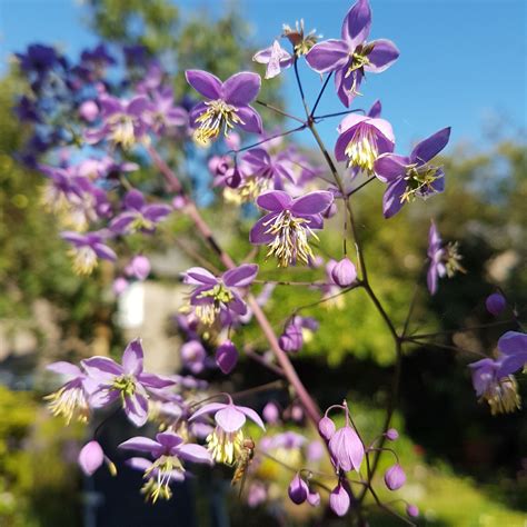 Thalictrum delavayi, Chinese meadow rue in GardenTags plant encyclopedia