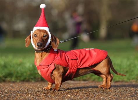 500 Sausage Dogs Dressed In Santa Outfits Had A Meetup And It's The Best Thing You'll See Today ...