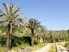 Date palm tree photo taken in Israel. Date palm trees don't grow in Roanoke. Dates Tree, Date ...