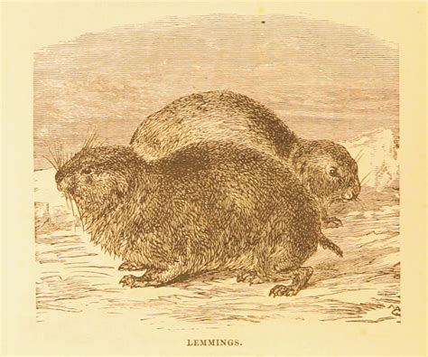 Sonia Shah on lemmings, Linnaeus, and human migration - The Hedgehog ...