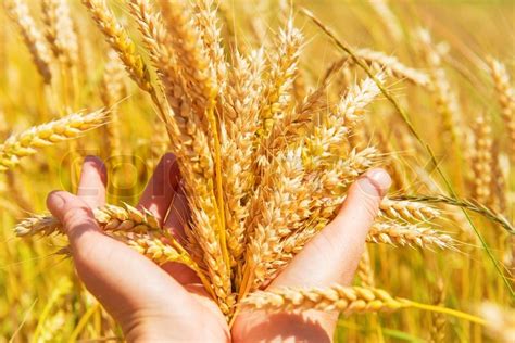 Wheat in the hands. Harvest time, ... | Stock image | Colourbox