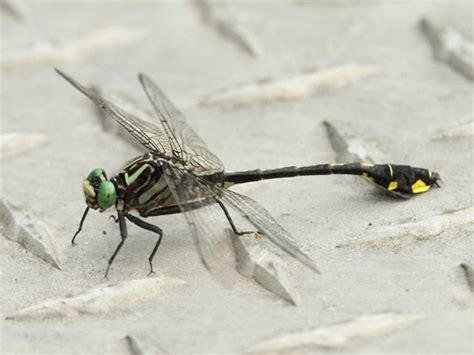 Ecobirder: Cobra Clubtail Dragonfly