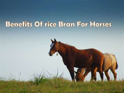 Benefits of Rice Bran for Horses