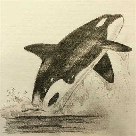 My drawing of a killer whale. : r/drawing