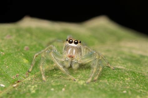 Free Photo | Jumping spider predator nature habitat