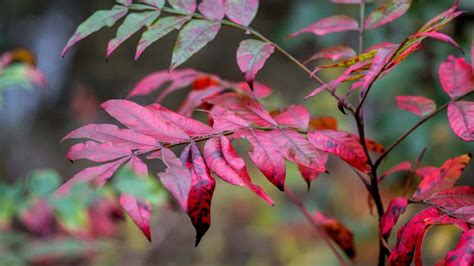 Sumac Tree Care: Shrub Cultivation and Support