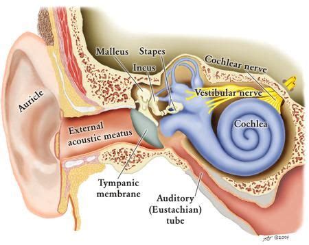 Fast Facts on Twitter | Human body, Human ear, Healthy bones