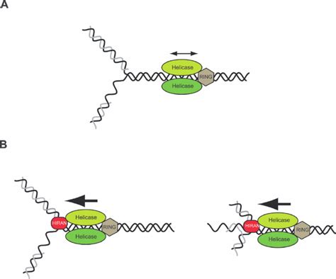 Schematic representation of the function of HIRAN. ( A ) Without the ...