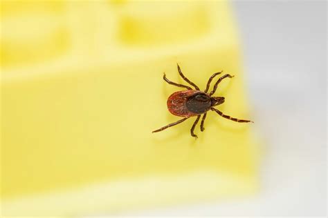 How to Get Rid of Ticks in House? A Comprehensive Guide