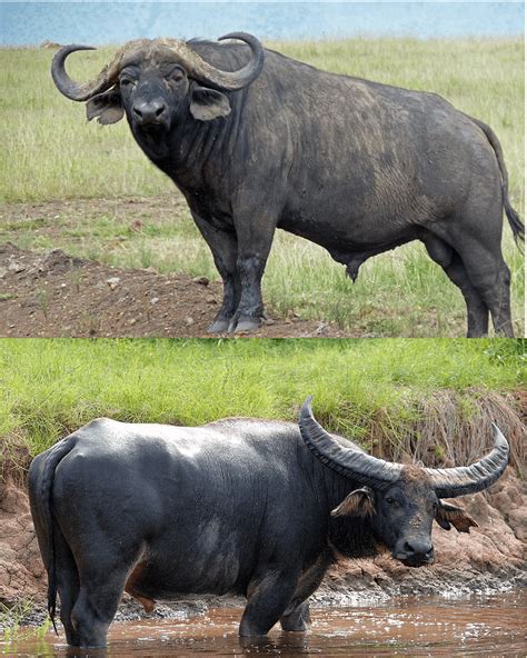 Buffalo Differences: Cape Buffalo from Africa on top, Water Buffalo ...