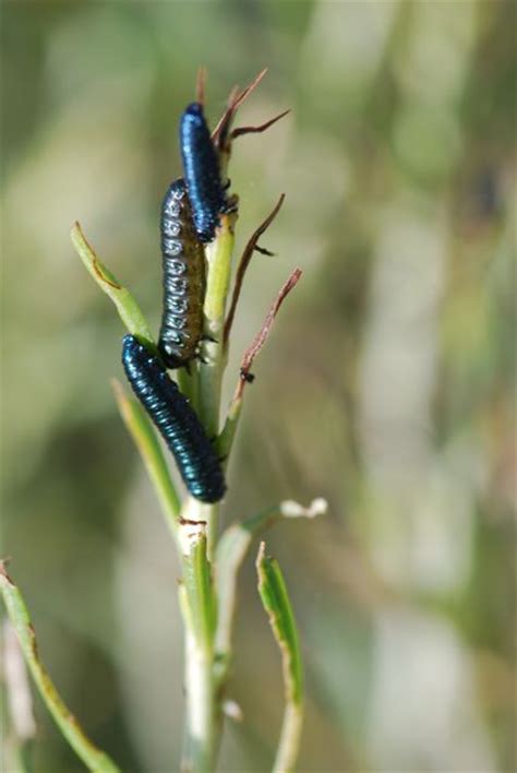 Bug of the Week: Leaf Beetle Larvae – Growing With Science Blog