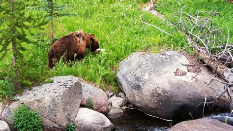 The Traveler's Guide to Glacier National Park Wildlife