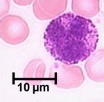 Basophils - WikiVet English