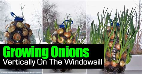 How To Grow Onions Vertically On The Windowsill