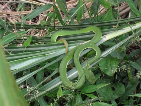 Largest Green Tree Viper Ever Recorded - Animals Around The Globe