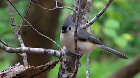 Guide to Tufted Titmouse: Nesting, Feeding, Mating Habits, Range