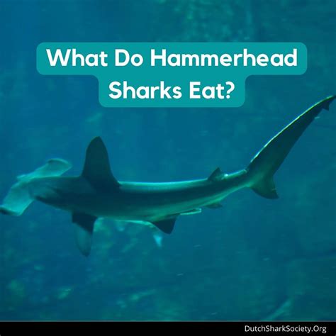 What Do Hammerhead Sharks Eat? - Dutch Shark Society