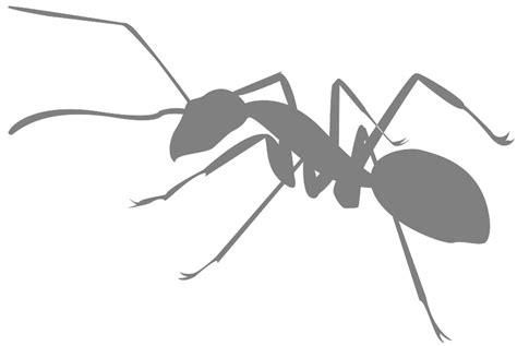 Ant Silhouette | Free vector silhouettes