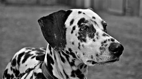 Dalmatian Training | Precision K9 Work