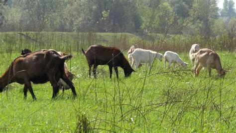 Sheep And Goat Eating Grass In A Field Stock Footage Video 4650311 ...