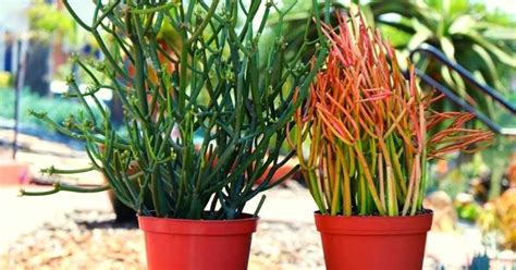 Euphorbia Briar Patch: A Complete Guide - The Gardeners World