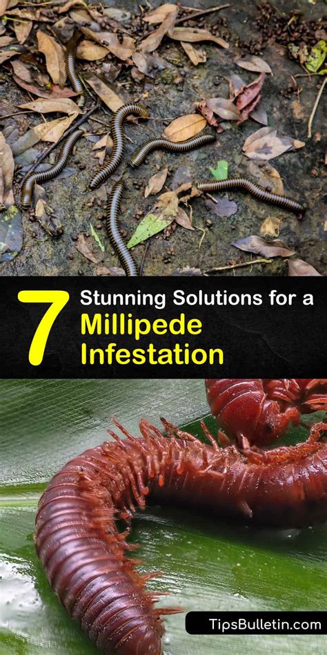 Millipede Infestation - Getting Rid of Millipedes the Easy Way