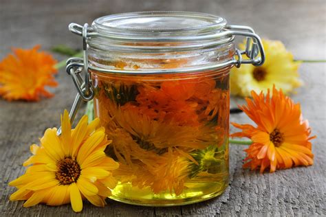 Calendula Uses + Infused Olive Oil Recipe