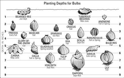 Bulbs the year-round | Portland Nursery