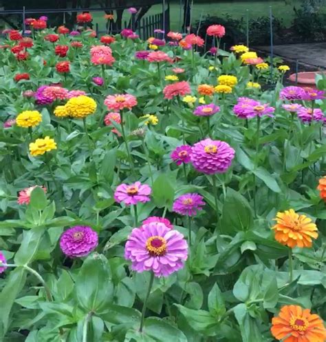 Grow a Gorgeous Zinnia Garden! - Women's Daily Post