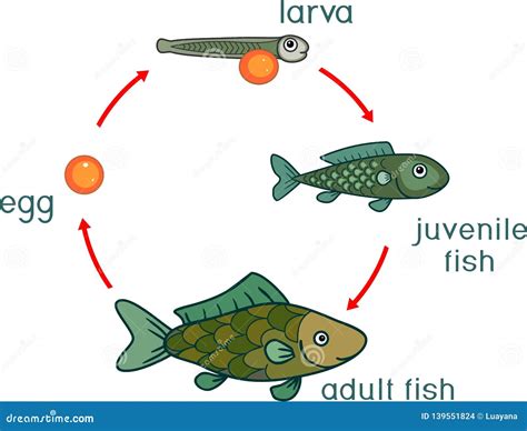 Life Cycle of Fish. Sequence of Stages of Development of Fish from Egg Roe To Adult Animal Stock ...