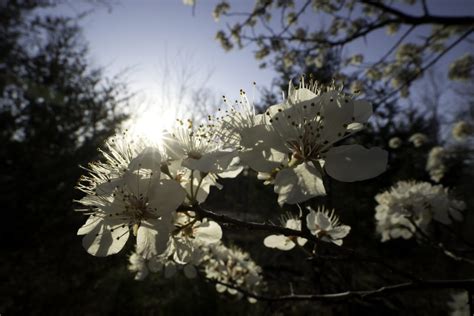 Pearing Down: Eliminating the Invasive Callery Pear Tree - Terrain Magazine