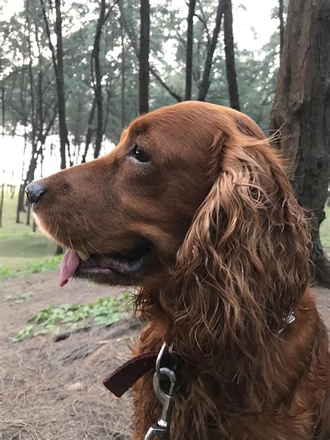 Meet spud. Cocker spaniel and field spaniel mix. : r/aww